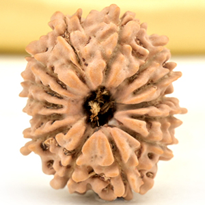 14 Mukhi from Nepal Small - CCLXVII