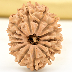 14 Mukhi from Nepal Small - CCLXVIII