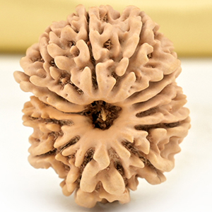 14 Mukhi from Nepal Small - CCLXIX