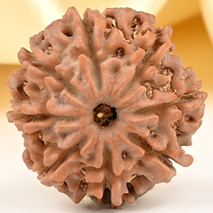 8 Mukhi from Nepal Small - CDXXIX