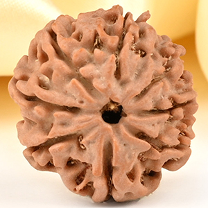 8 Mukhi from Nepal Small - CDXXX