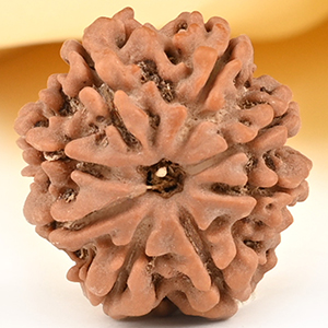 8 Mukhi from Nepal Small - CDXXXII