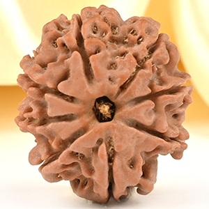 8 Mukhi from Nepal Small - CDXXXIII