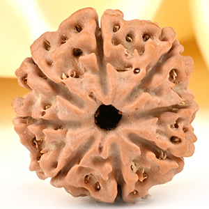 8 Mukhi from Nepal Small - CDXXXV