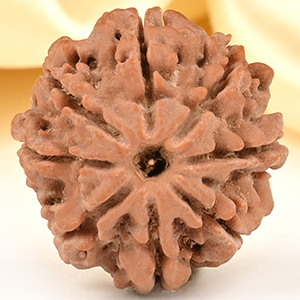 8 Mukhi from Nepal Small - CDXXXVIII