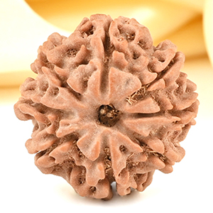 8 Mukhi from Nepal Small - CDXLII