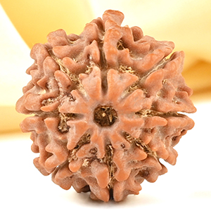 8 Mukhi from Nepal Small - CDXLIII