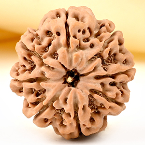 8 Mukhi from Nepal