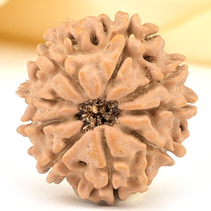 9 Mukhi from Nepal Small