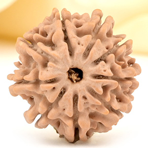 9 Mukhi from Nepal Small