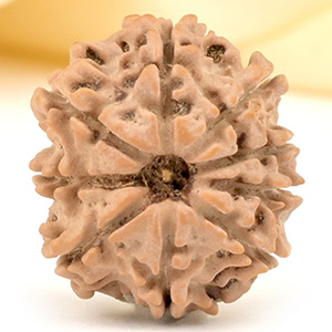 9 Mukhi from Nepal Small