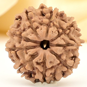 9 Mukhi from Nepal Small