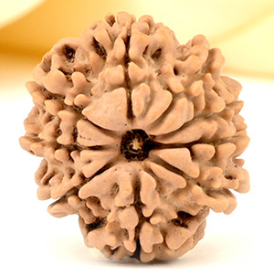 9 Mukhi from Nepal Small