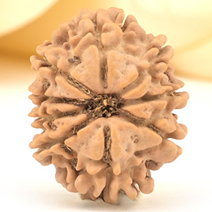 9 Mukhi from Nepal Small
