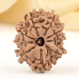 9 Mukhi from Nepal Small - DCCLXXXII