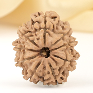 9 Mukhi from Nepal Small