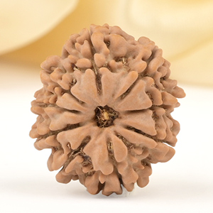 9 Mukhi from Nepal Small