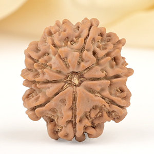 9 Mukhi from Nepal Small