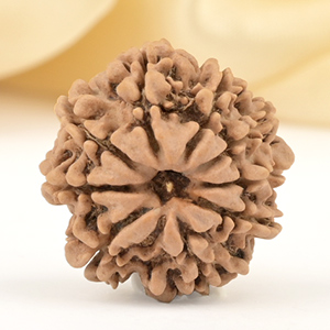 9 Mukhi from Nepal Small