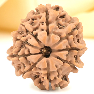 9 Mukhi from Nepal Small - DCCLXXXVII