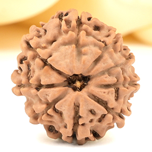 9 Mukhi from Nepal Small - DCCLXXXVIII