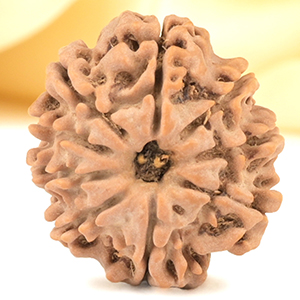 9 Mukhi from Nepal Small - DCCXC