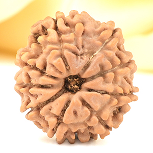 9 Mukhi from Nepal Small - DCCXCI