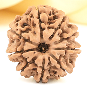 9 Mukhi from Nepal Small - DCCXCII