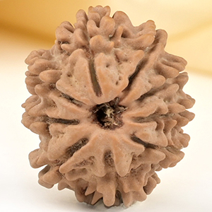 9 Mukhi from Nepal Small - DCCXCIV