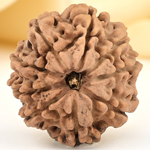 9 Mukhi from Nepal Small - DCCXCV