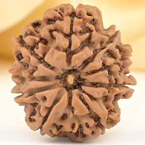 9 Mukhi from Nepal Small - DCCXCVI