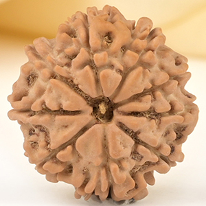9 Mukhi from Nepal Small - DCCXCVII