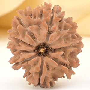 9 Mukhi from Nepal Small - DCCXCVIII