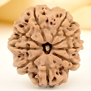 9 Mukhi from Nepal Small - DCCXCIX