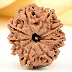 9 Mukhi from Nepal Small - DCCCII