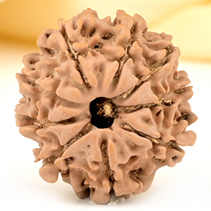 9 Mukhi from Nepal Small - DCCCIII