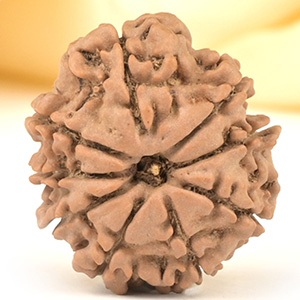 9 Mukhi from Nepal Small