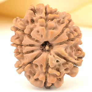 9 Mukhi from Nepal Small