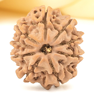 9 Mukhi from Nepal Small - DCCCXI