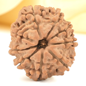 9 Mukhi from Nepal Small - DCCCXII