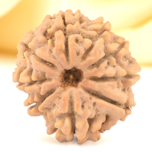 9 Mukhi from Nepal Small - DCCCXIII