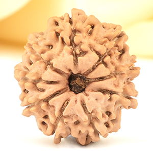 9 Mukhi from Nepal Small - DCCCXV