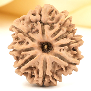 9 Mukhi from Nepal Small - DCCCXVI
