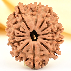 12 Mukhi from Nepal Small - CDXLVIII