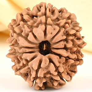 12 Mukhi from Nepal Small - CDXLIX