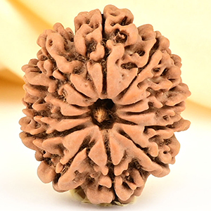 12 Mukhi from Nepal Small - CDL