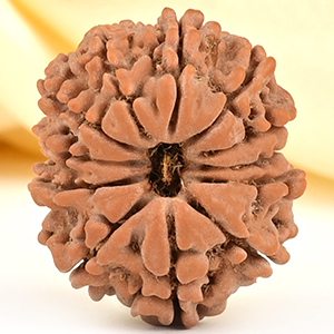 12 Mukhi from Nepal Small - CDLII