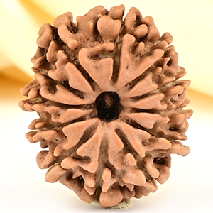 12 Mukhi from Nepal Small - CDLIII