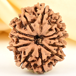 12 Mukhi from Nepal Small - CDLIV