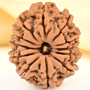 12 Mukhi from Nepal Small - CDLVI